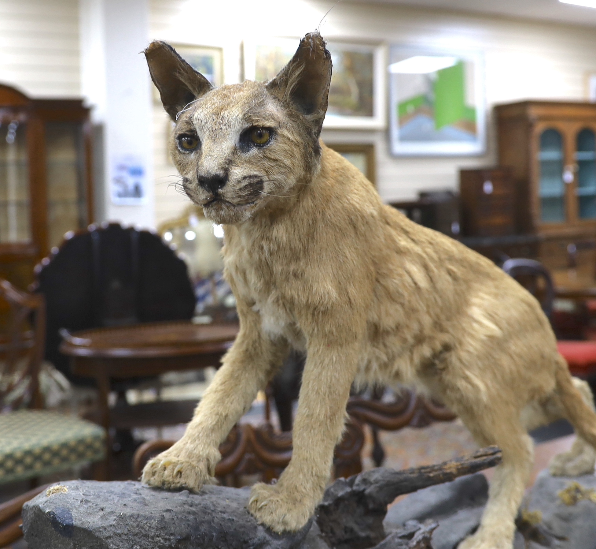 A taxidermy early 20th century Caracal cat on a naturalistic base, approximately 80cm long